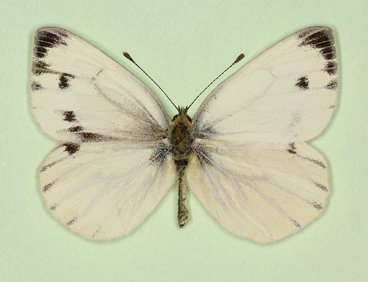 Pieris napi (gynandromorph 8) (Internet Image property of respective owner, non-commercial use only)